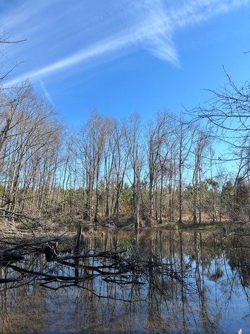 Image for ONLINE AUCTION - 171.5 Acres in Montgomery & Treutlen Counties