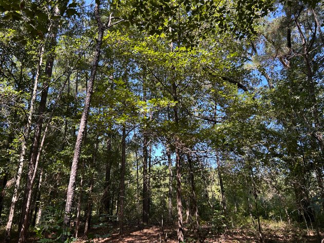 Image for LIVE TRUSTEE'S AUCTION - 65  Acres in Laurens County