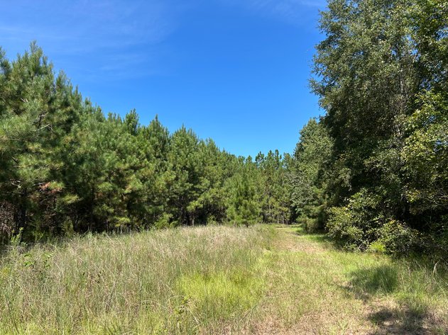 Image for LIVE TRUSTEE'S AUCTION - 65  Acres in Laurens County