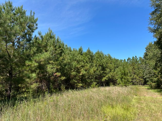 Image for LIVE TRUSTEE'S AUCTION - 65  Acres in Laurens County