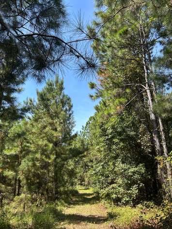 Image for LIVE TRUSTEE'S AUCTION - 65  Acres in Laurens County