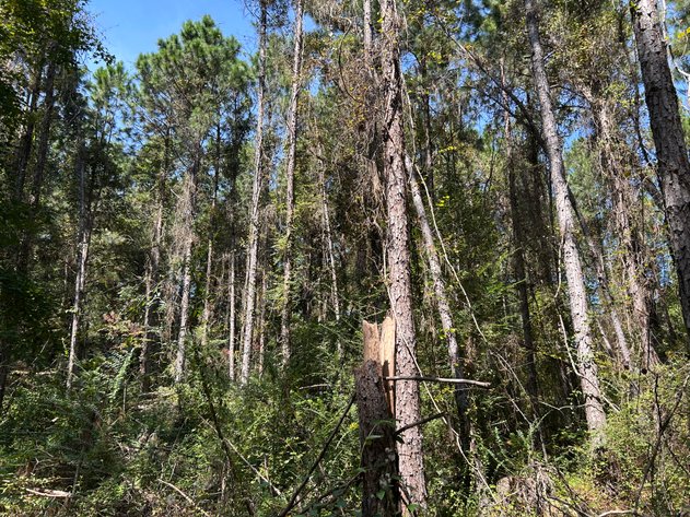 Image for LIVE TRUSTEE'S AUCTION - 65  Acres in Laurens County