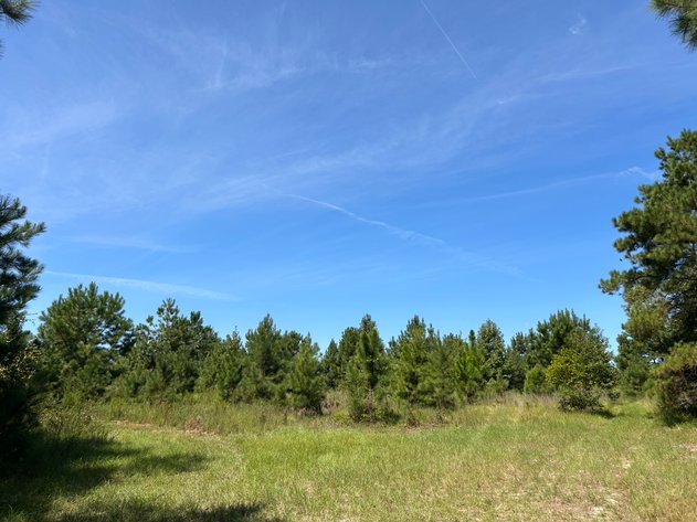 Image for LIVE TRUSTEE'S AUCTION - 65  Acres in Laurens County