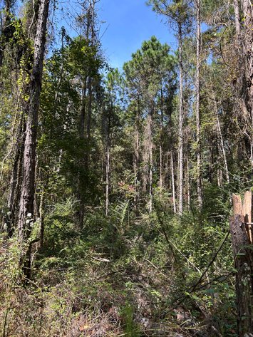 Image for LIVE TRUSTEE'S AUCTION - 65  Acres in Laurens County