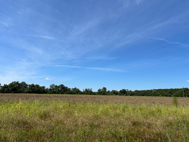Image for LIVE TRUSTEE'S AUCTION - 65  Acres in Laurens County