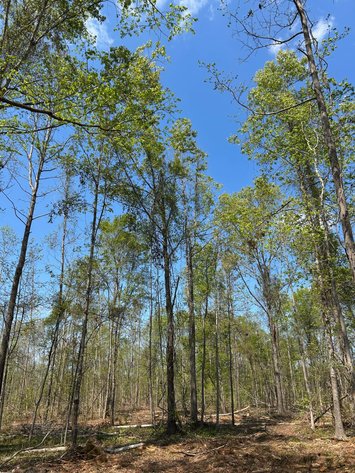 Image for LIVE AUCTION - 197+ Acres in Laurens County, Georgia