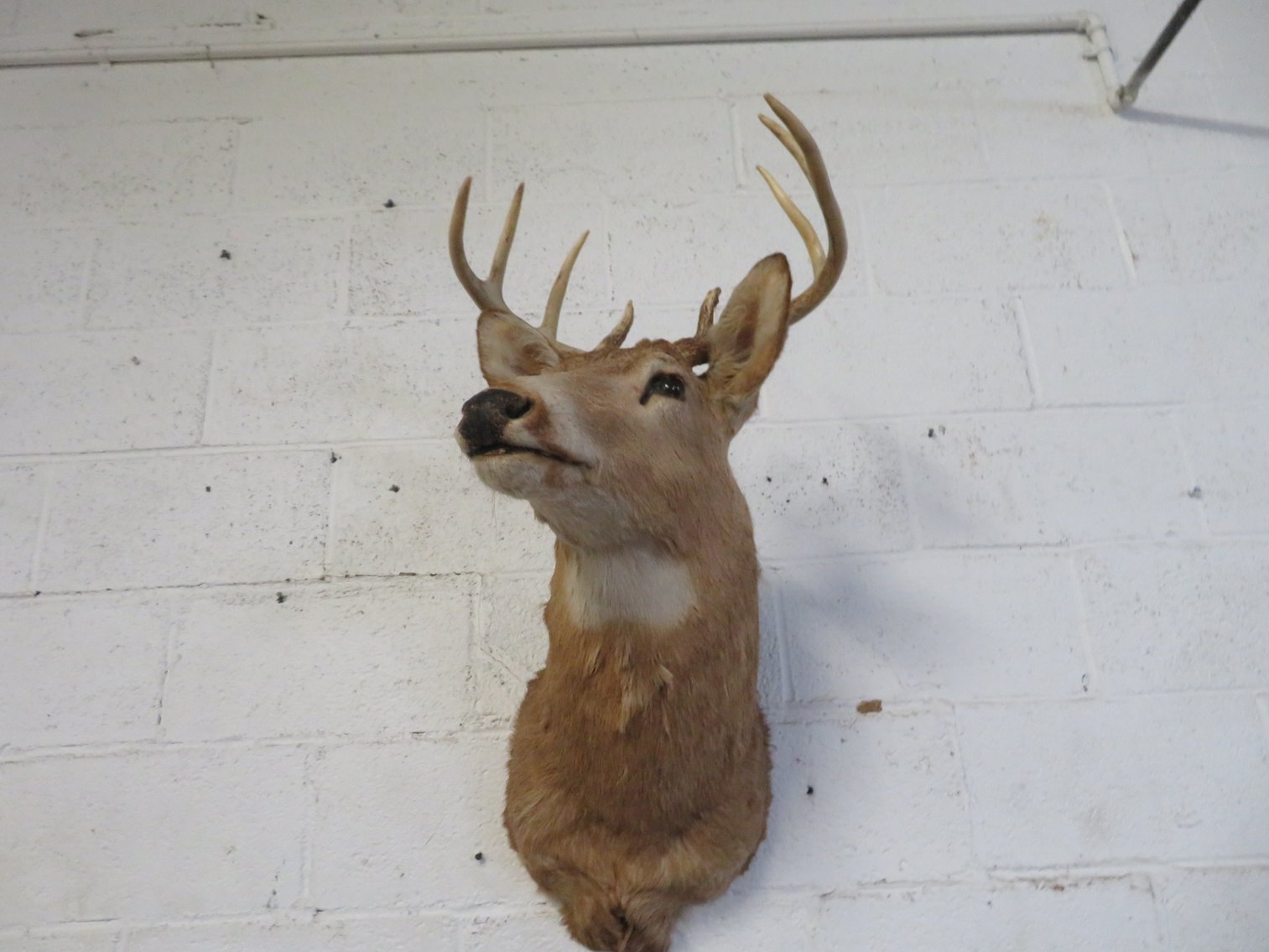 Image for August 20th Antiques and Collectibles