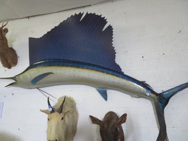 Image for Sportsman and Tremendous Taxidermy Sale