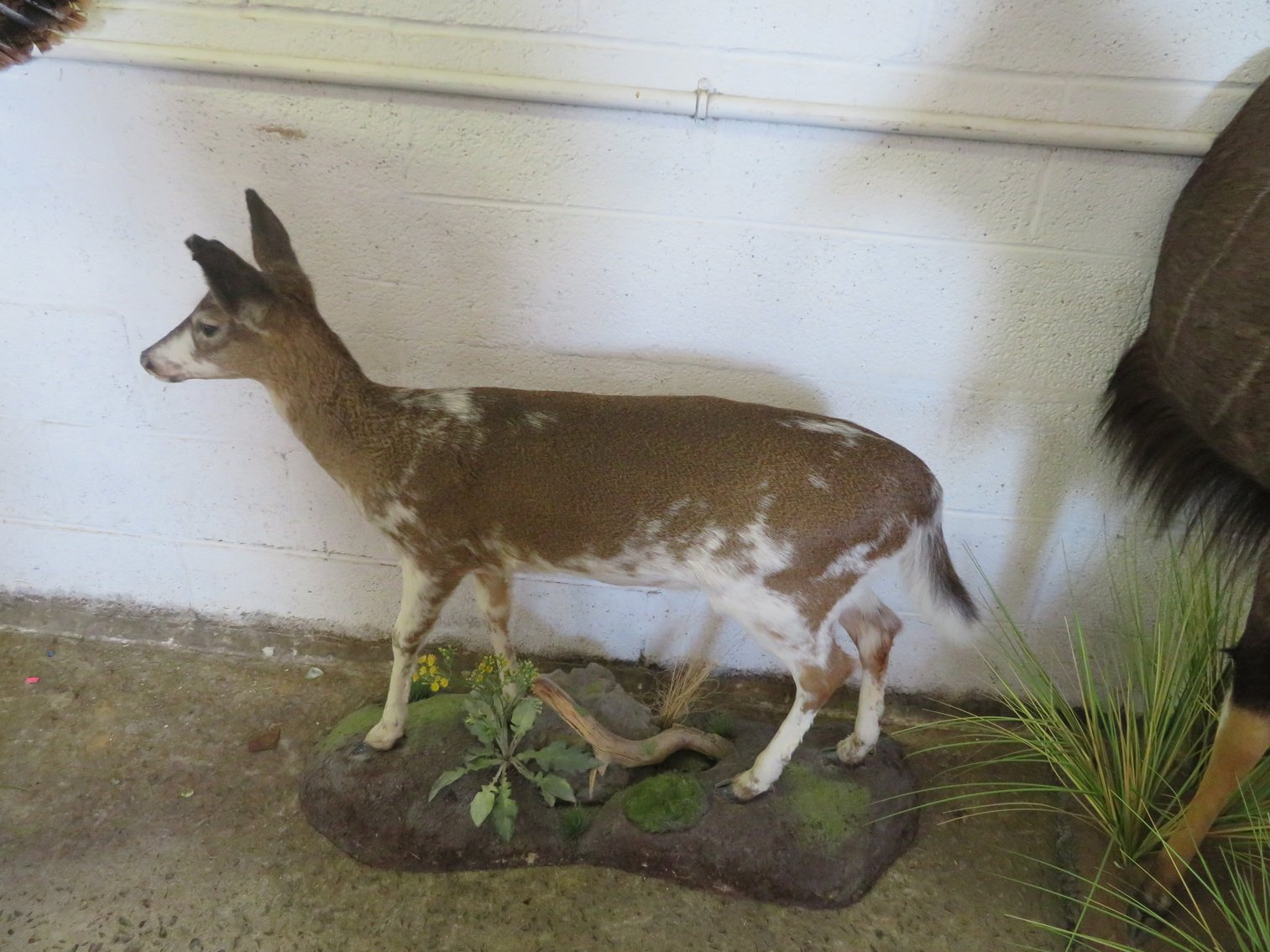 Image for Sportsman and Tremendous Taxidermy Sale