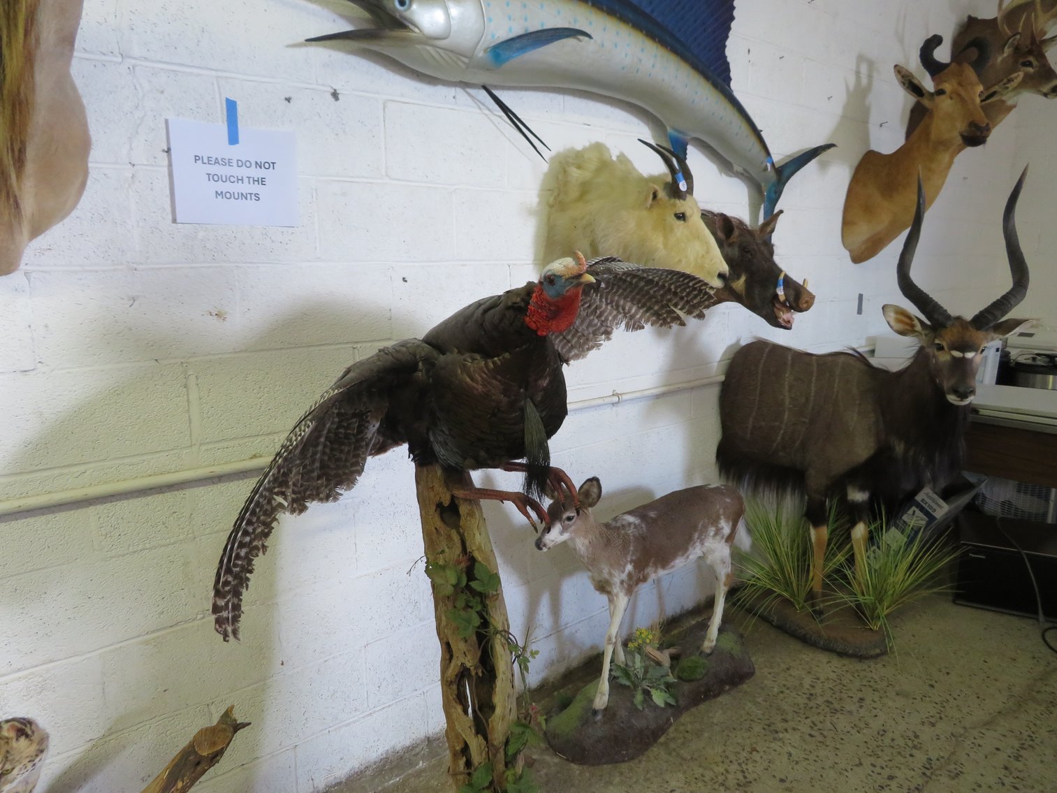 Image for Sportsman and Tremendous Taxidermy Sale