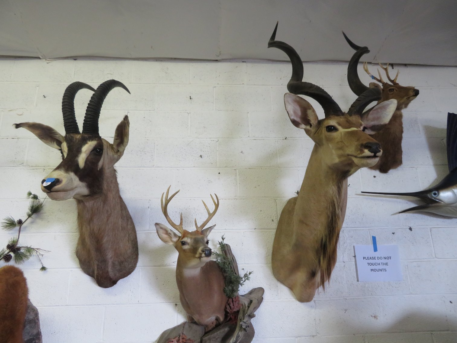 Image for Sportsman and Tremendous Taxidermy Sale