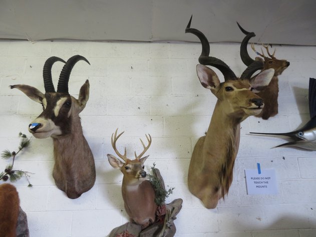 Image for Sportsman and Tremendous Taxidermy Sale