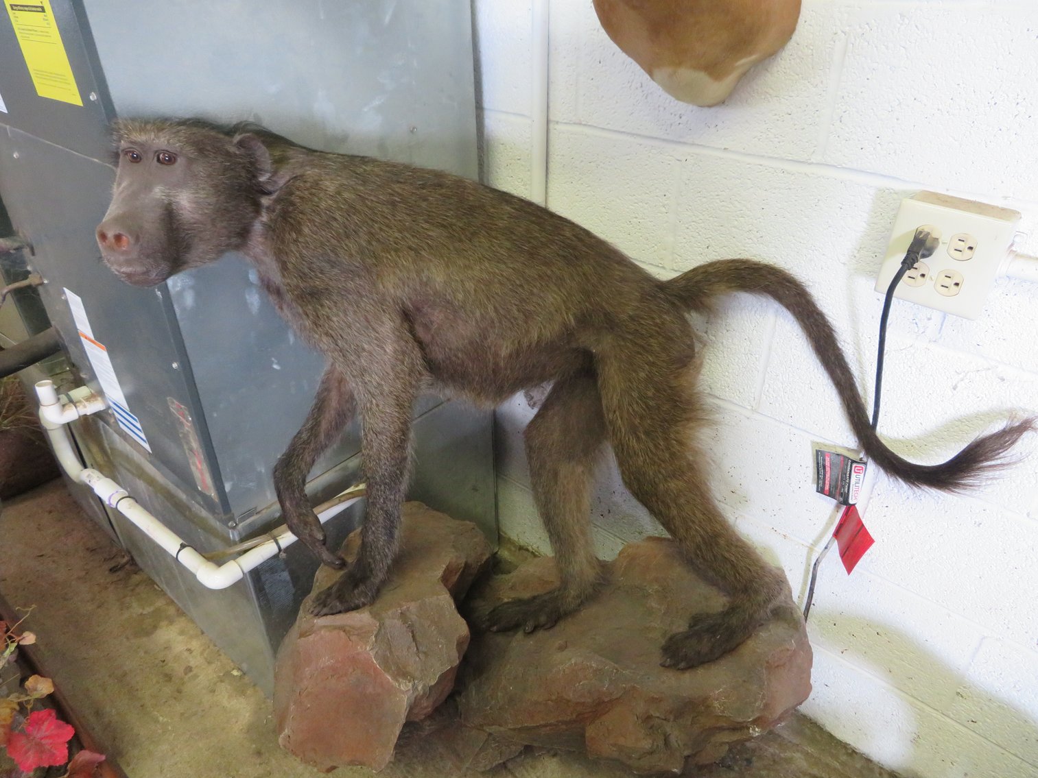 Image for Sportsman and Tremendous Taxidermy Sale