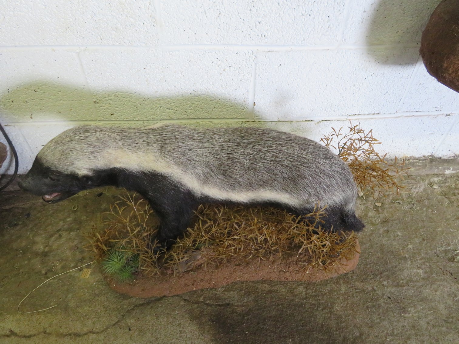 Image for Sportsman and Tremendous Taxidermy Sale