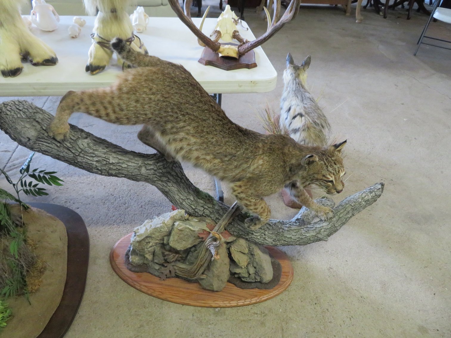 Image for Sportsman and Tremendous Taxidermy Sale