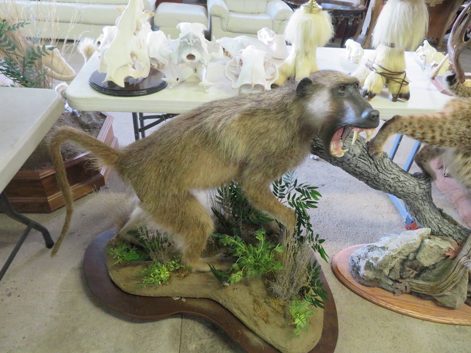 Image for Sportsman and Tremendous Taxidermy Sale