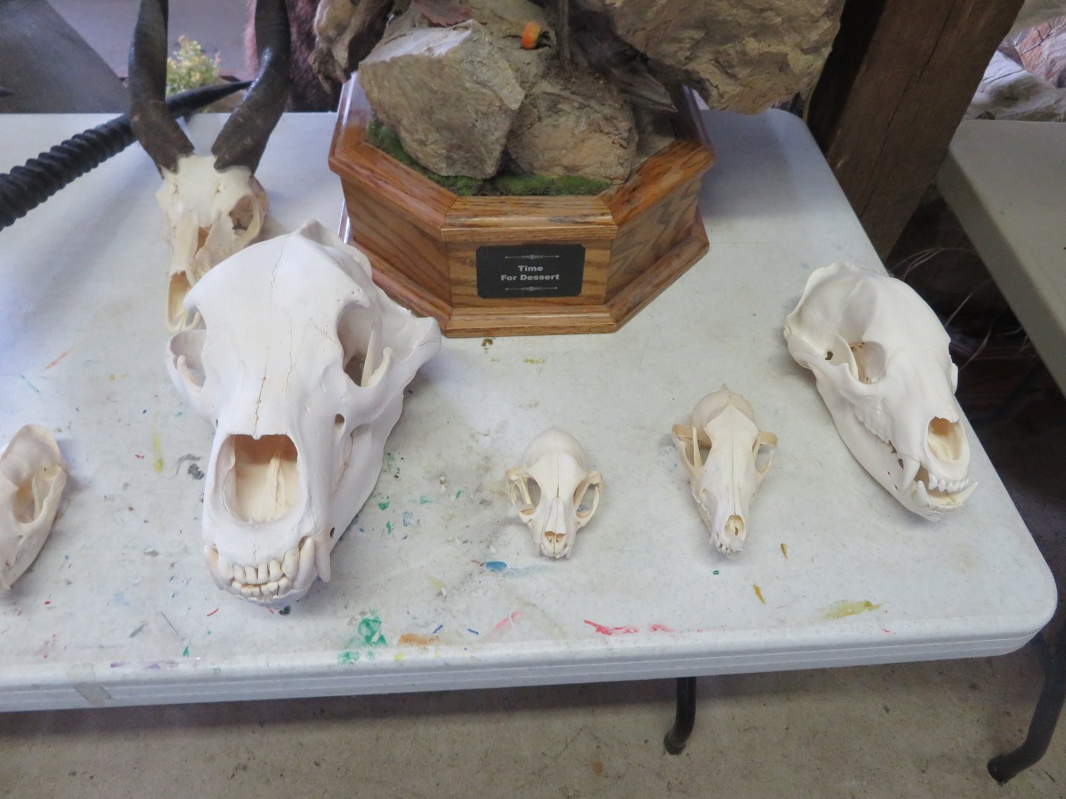 Image for Sportsman and Tremendous Taxidermy Sale