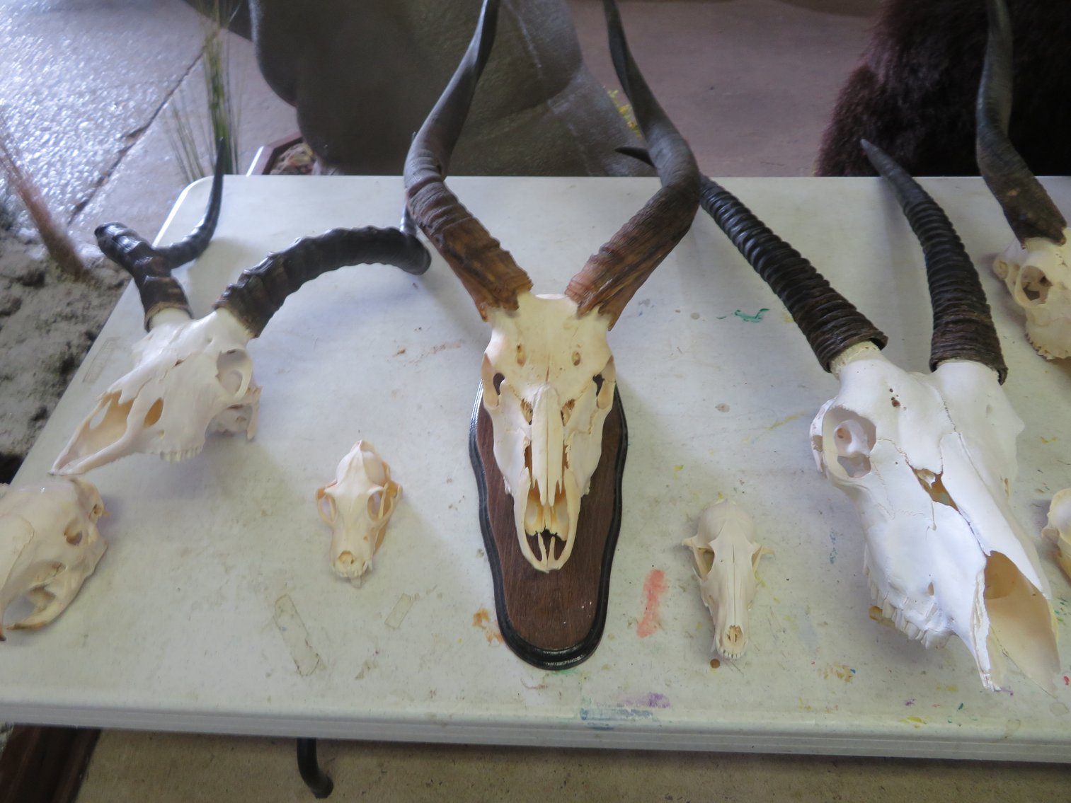 Image for Sportsman and Tremendous Taxidermy Sale