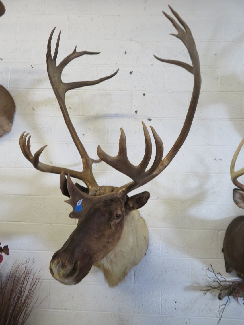 Image for Sportsman and Tremendous Taxidermy Sale