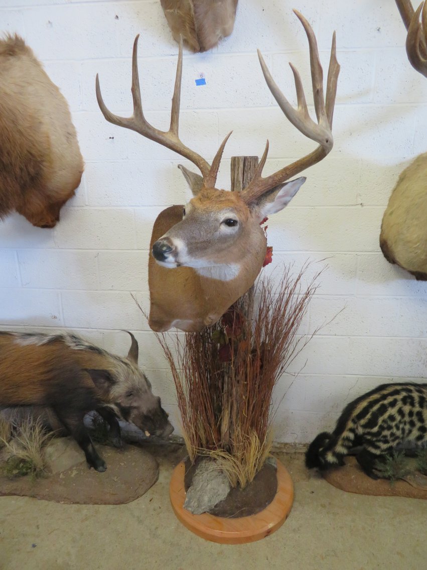 Image for Sportsman and Tremendous Taxidermy Sale