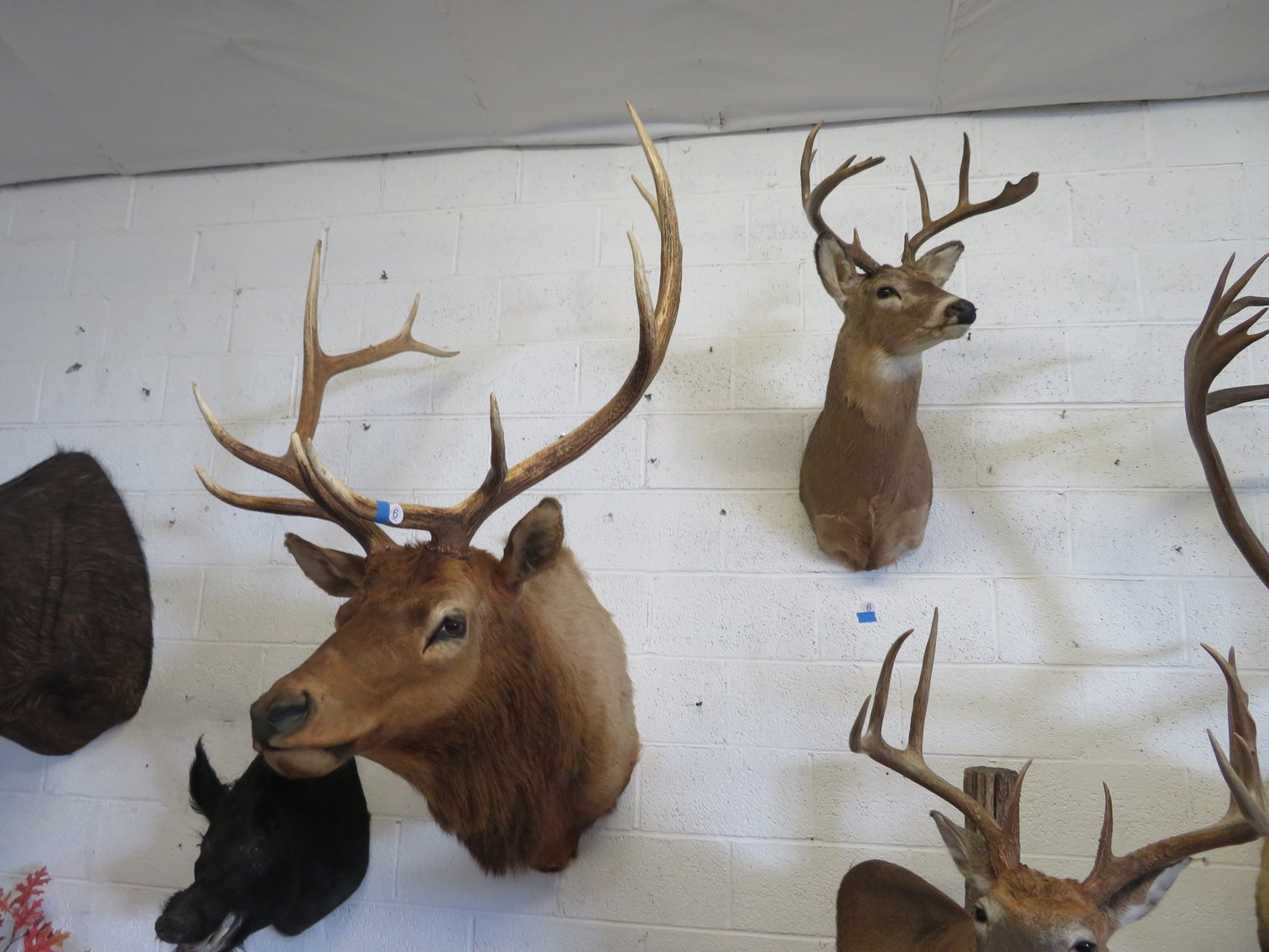 Image for Sportsman and Tremendous Taxidermy Sale