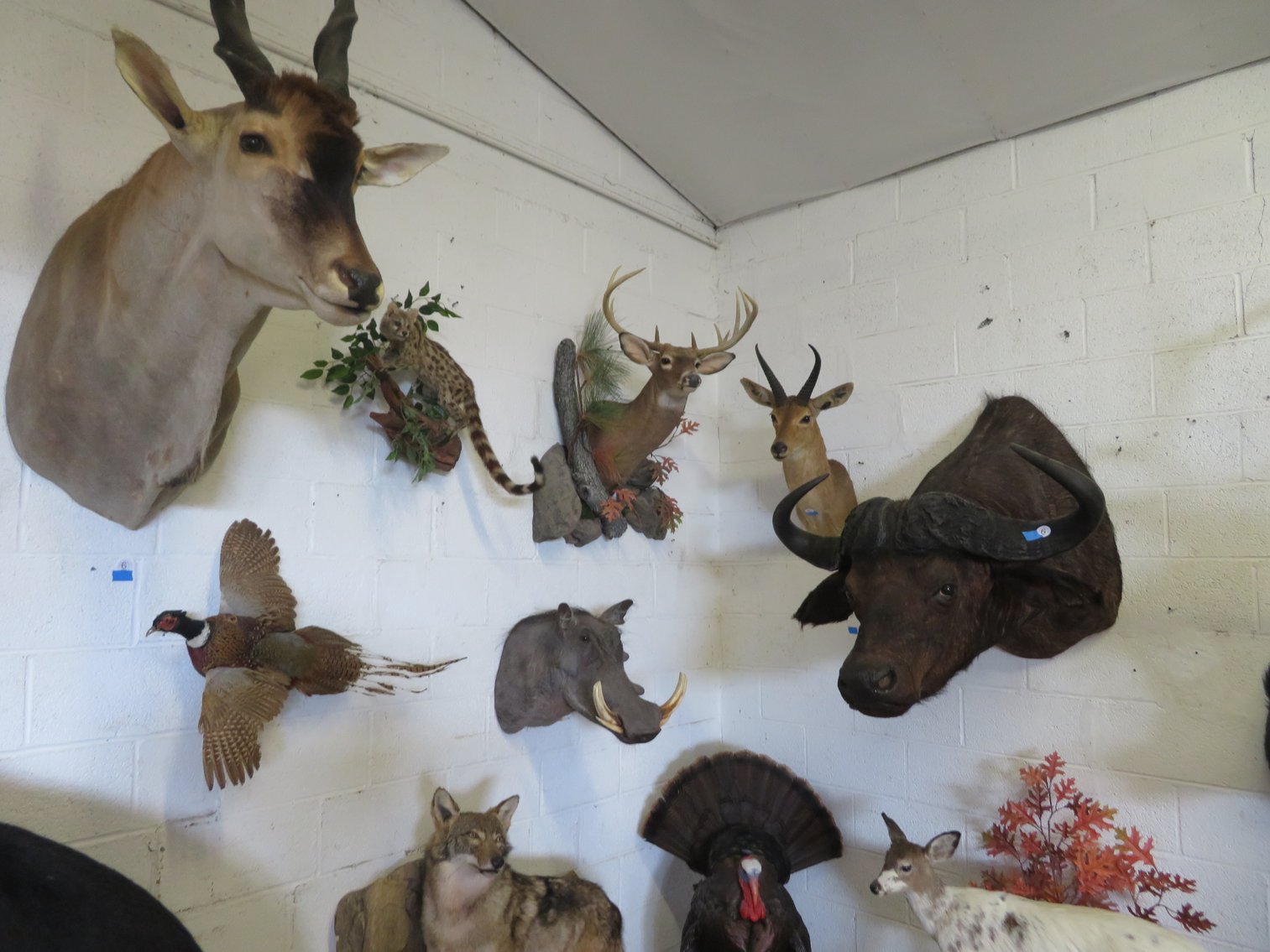 Image for Sportsman and Tremendous Taxidermy Sale