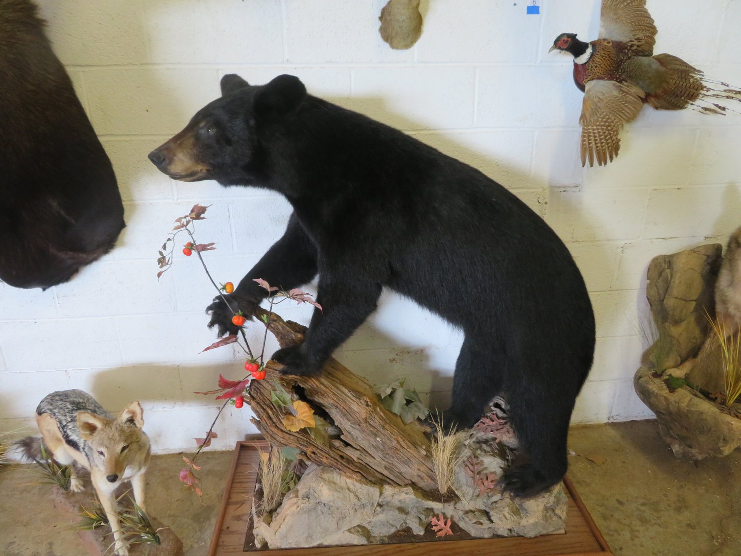 Image for Sportsman and Tremendous Taxidermy Sale