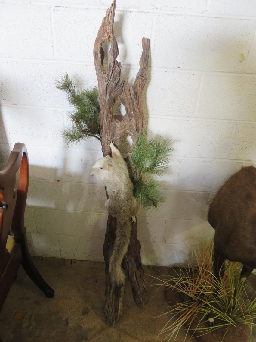Image for Sportsman and Tremendous Taxidermy Sale