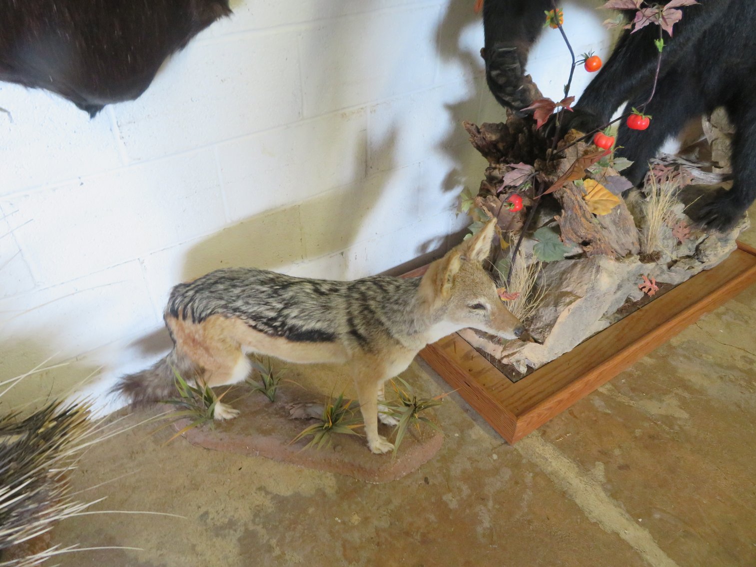 Image for Sportsman and Tremendous Taxidermy Sale