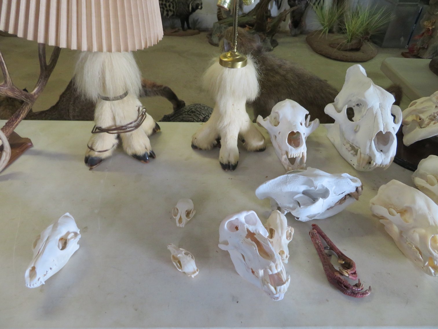 Image for Sportsman and Tremendous Taxidermy Sale