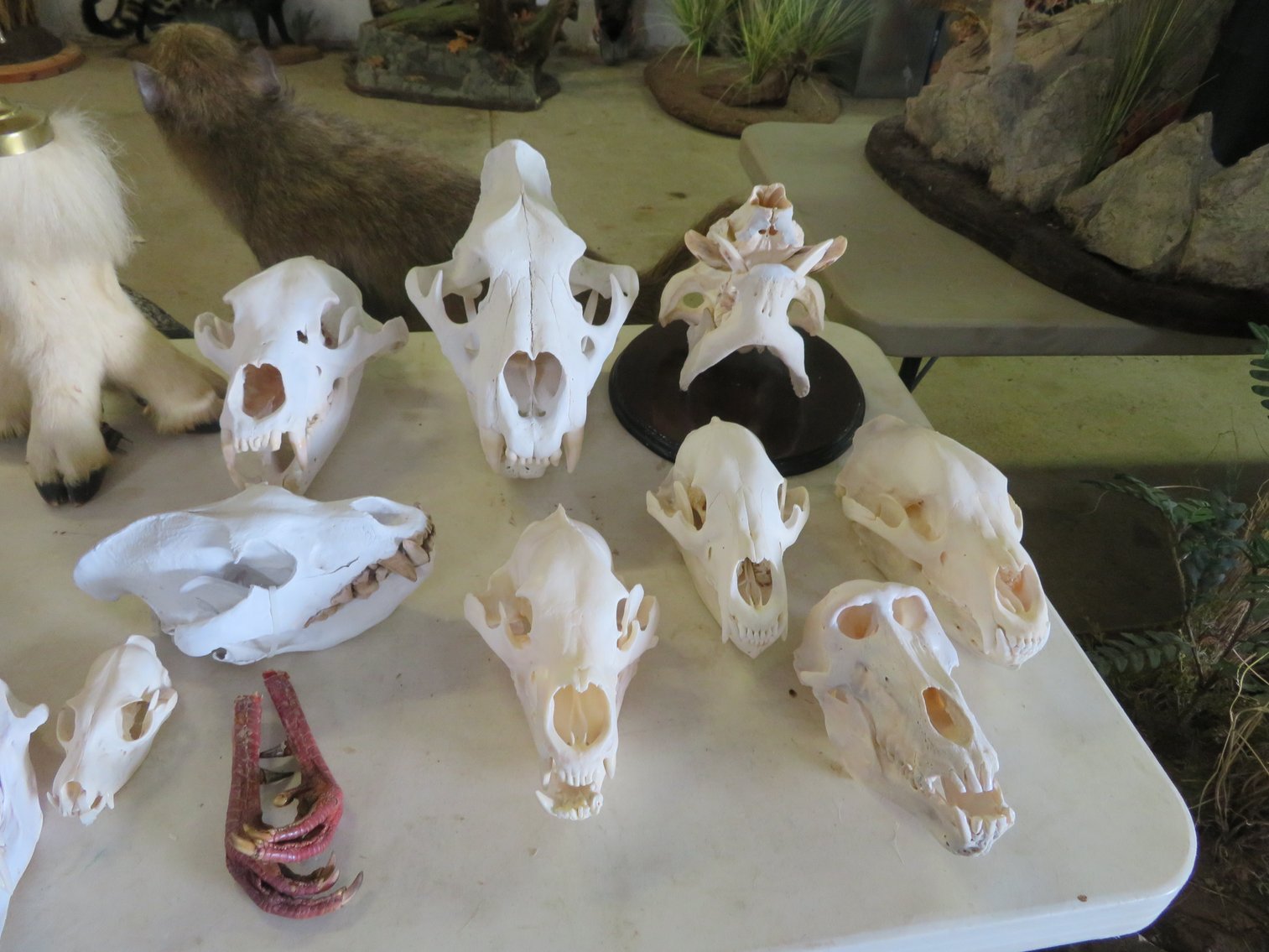 Image for Sportsman and Tremendous Taxidermy Sale