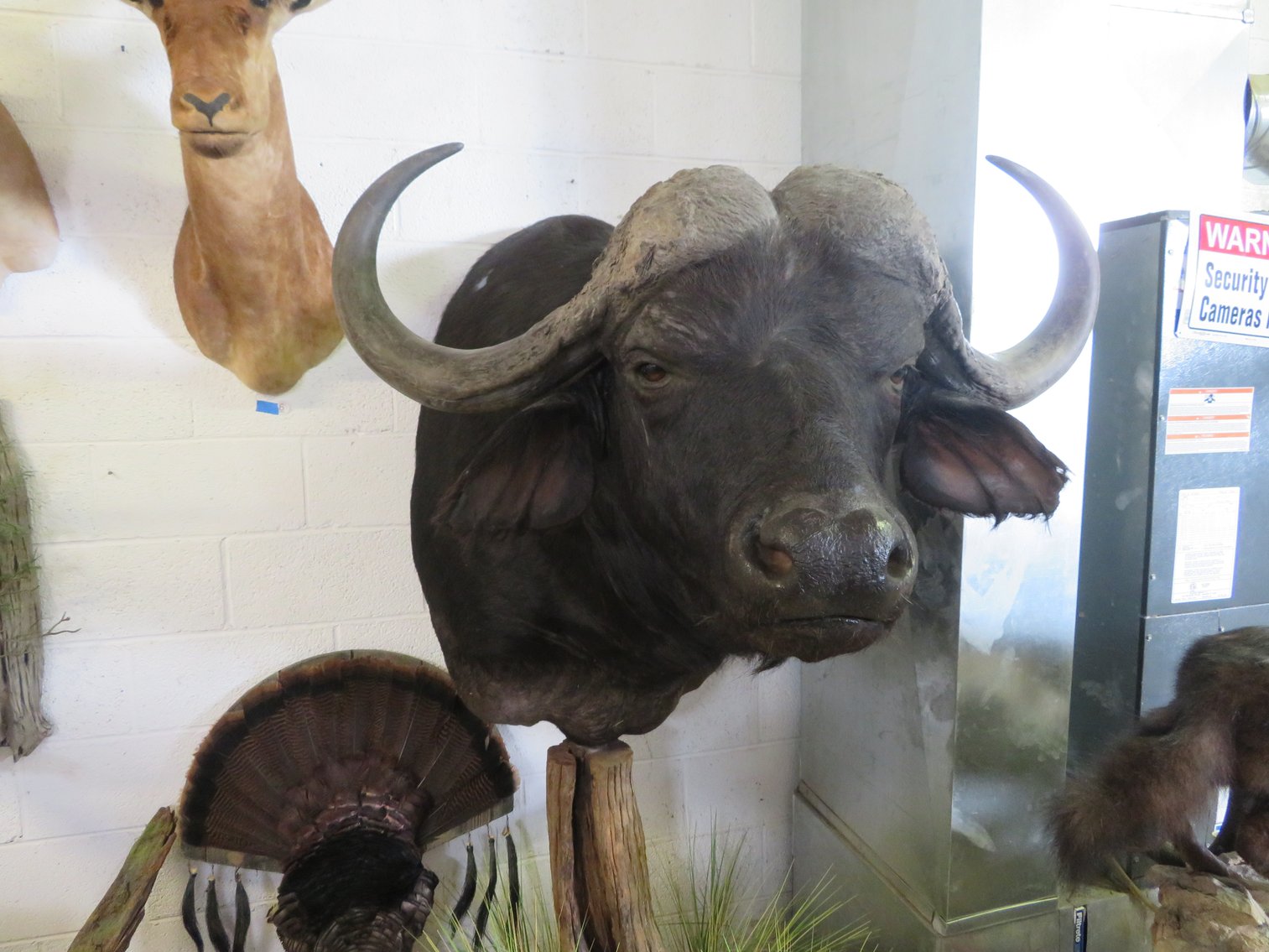 Image for Sportsman and Tremendous Taxidermy Sale