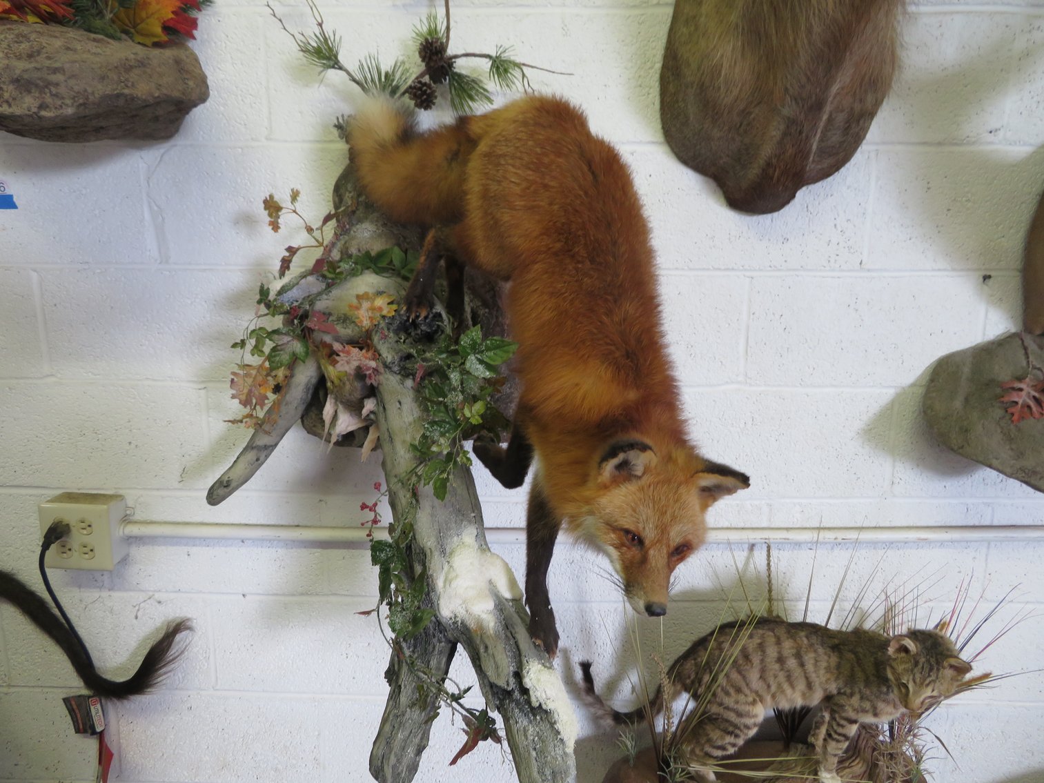 Image for Sportsman and Tremendous Taxidermy Sale