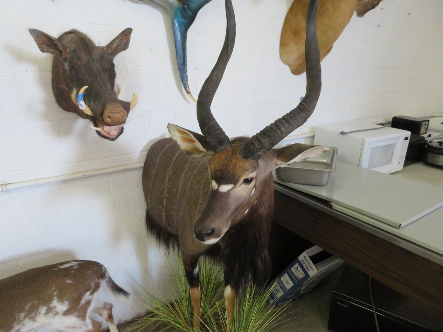 Image for Sportsman and Tremendous Taxidermy Sale