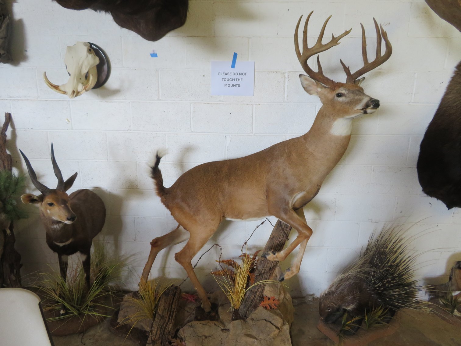 Image for Sportsman and Tremendous Taxidermy Sale