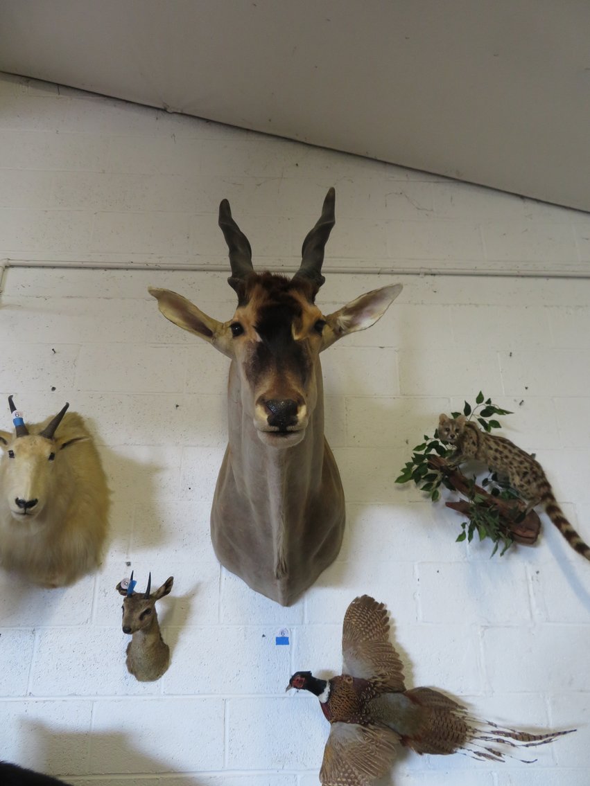 Image for Sportsman and Tremendous Taxidermy Sale