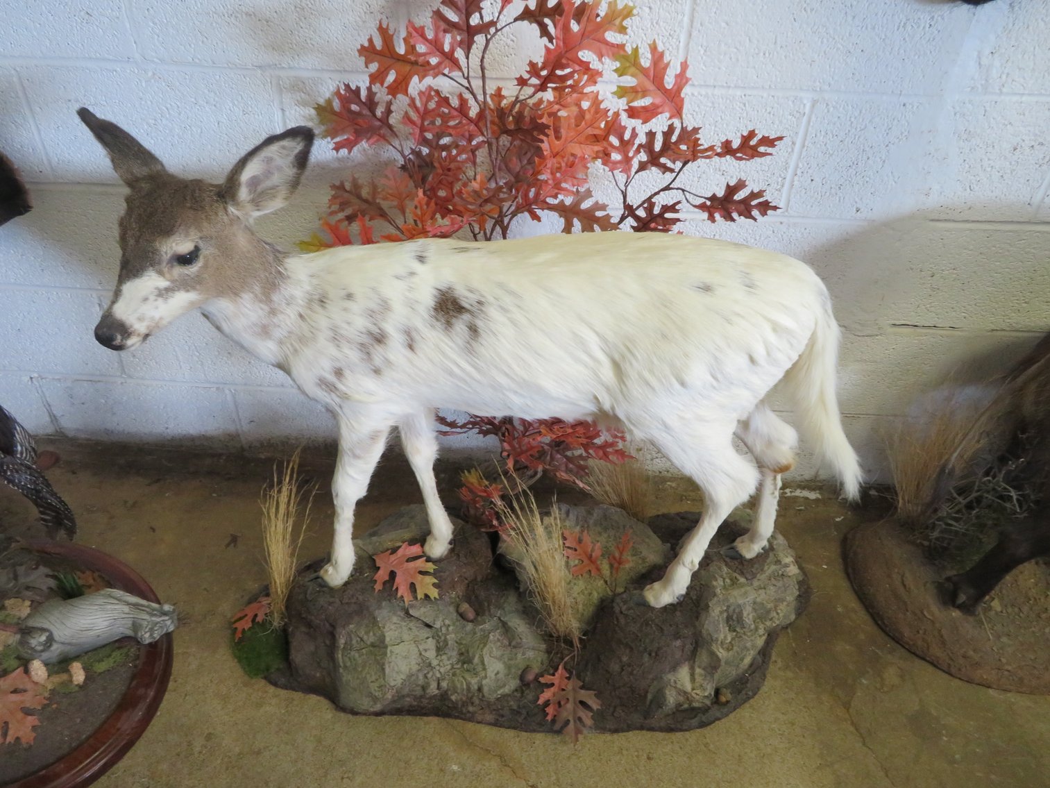 Image for Sportsman and Tremendous Taxidermy Sale