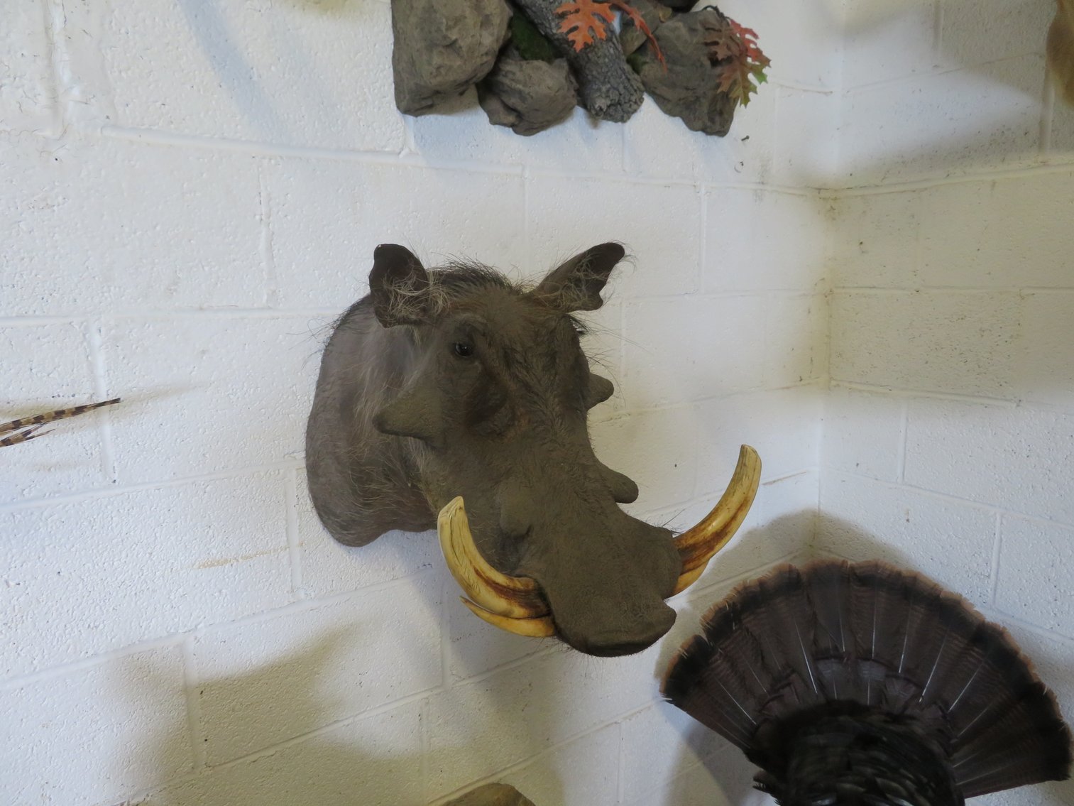 Image for Sportsman and Tremendous Taxidermy Sale