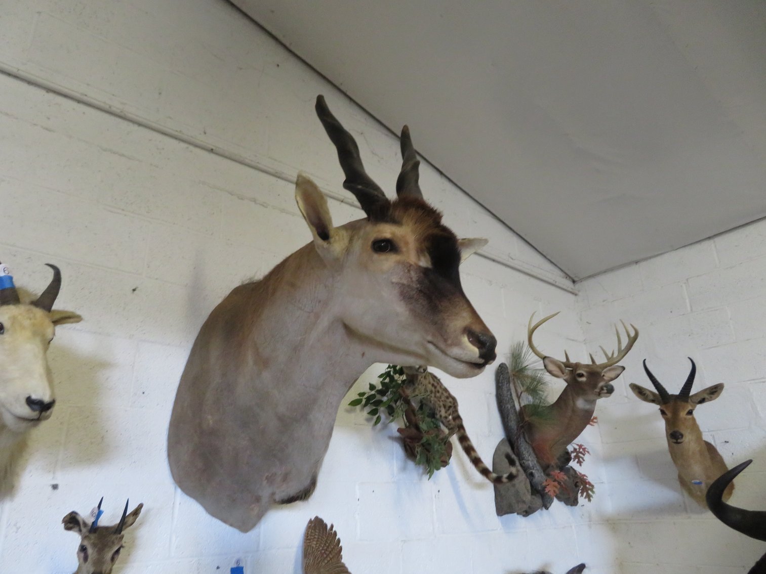 Image for Sportsman and Tremendous Taxidermy Sale