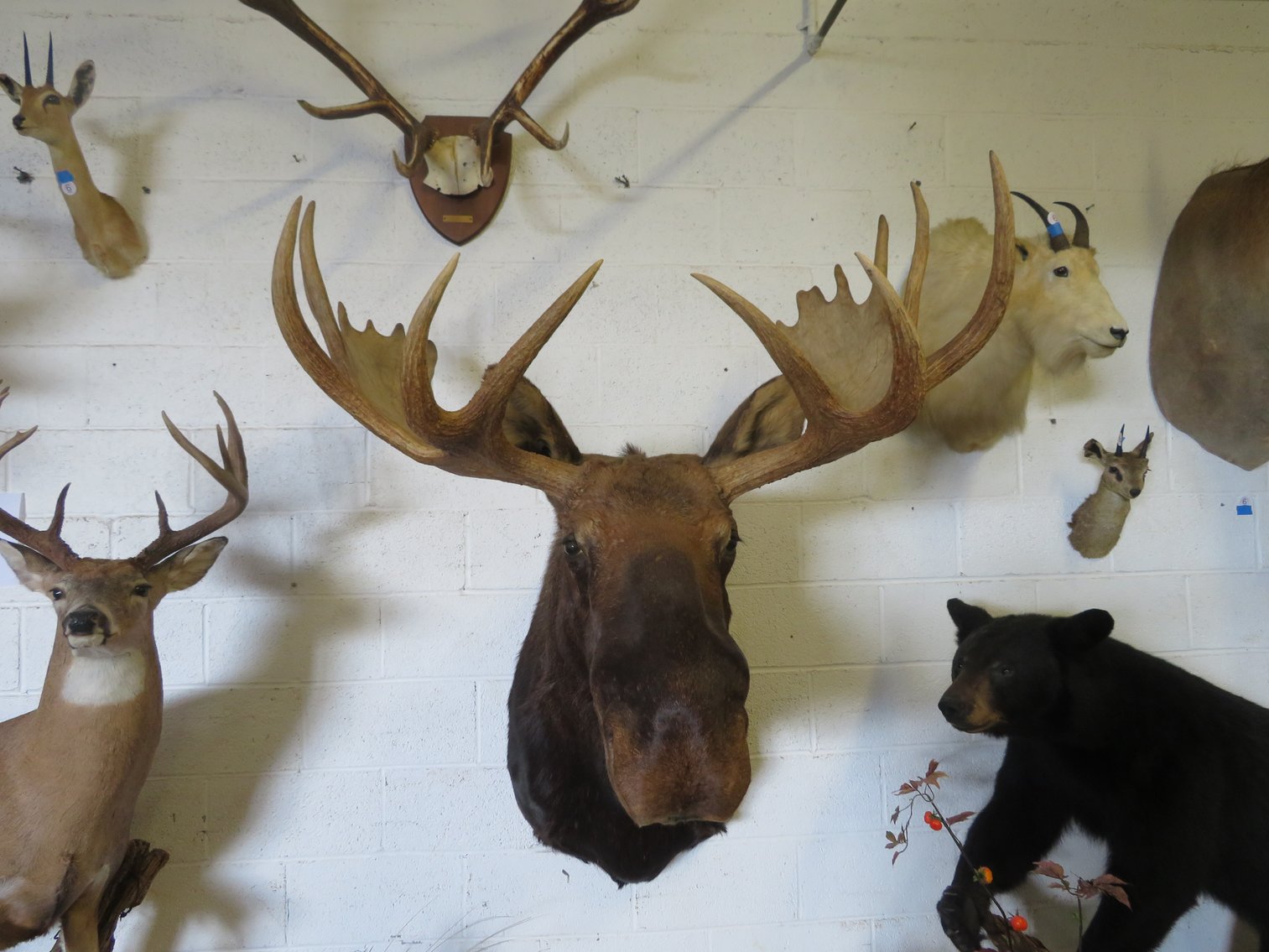 Image for Sportsman and Tremendous Taxidermy Sale