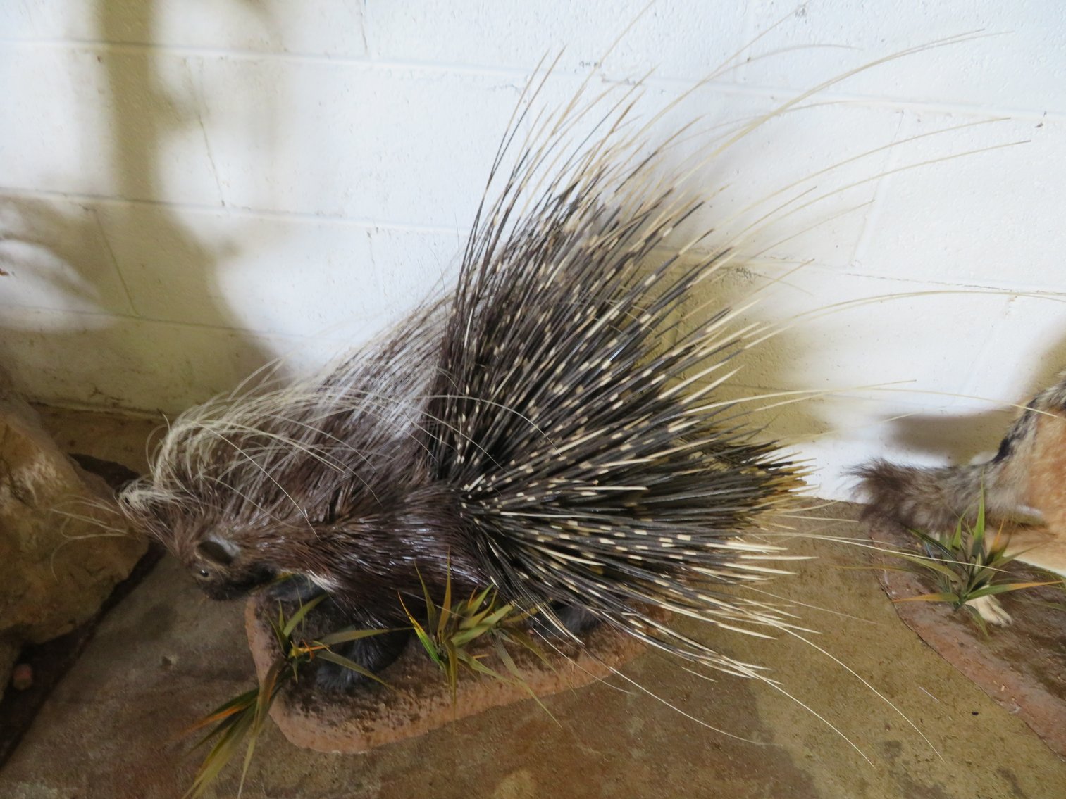 Image for Sportsman and Tremendous Taxidermy Sale