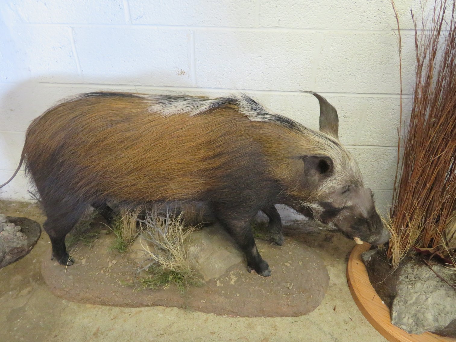 Image for Sportsman and Tremendous Taxidermy Sale