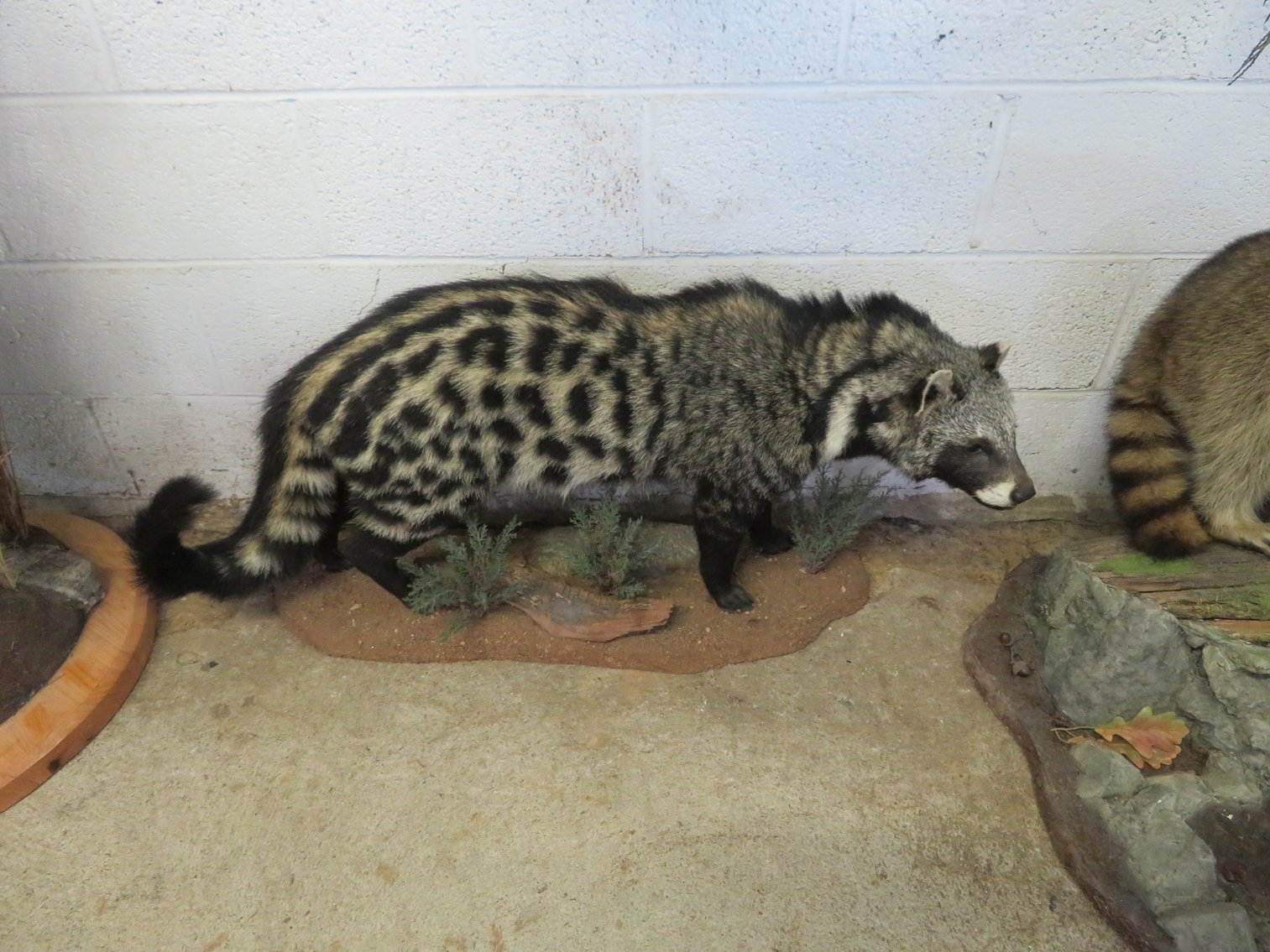 Image for Sportsman and Tremendous Taxidermy Sale