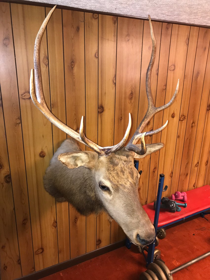 Image for Morgantown, WV -- JD Lawn Tractor, Game Mounts, Furniture, Household Goods, Fiesta, Kitchen Items, Lawn & Garden