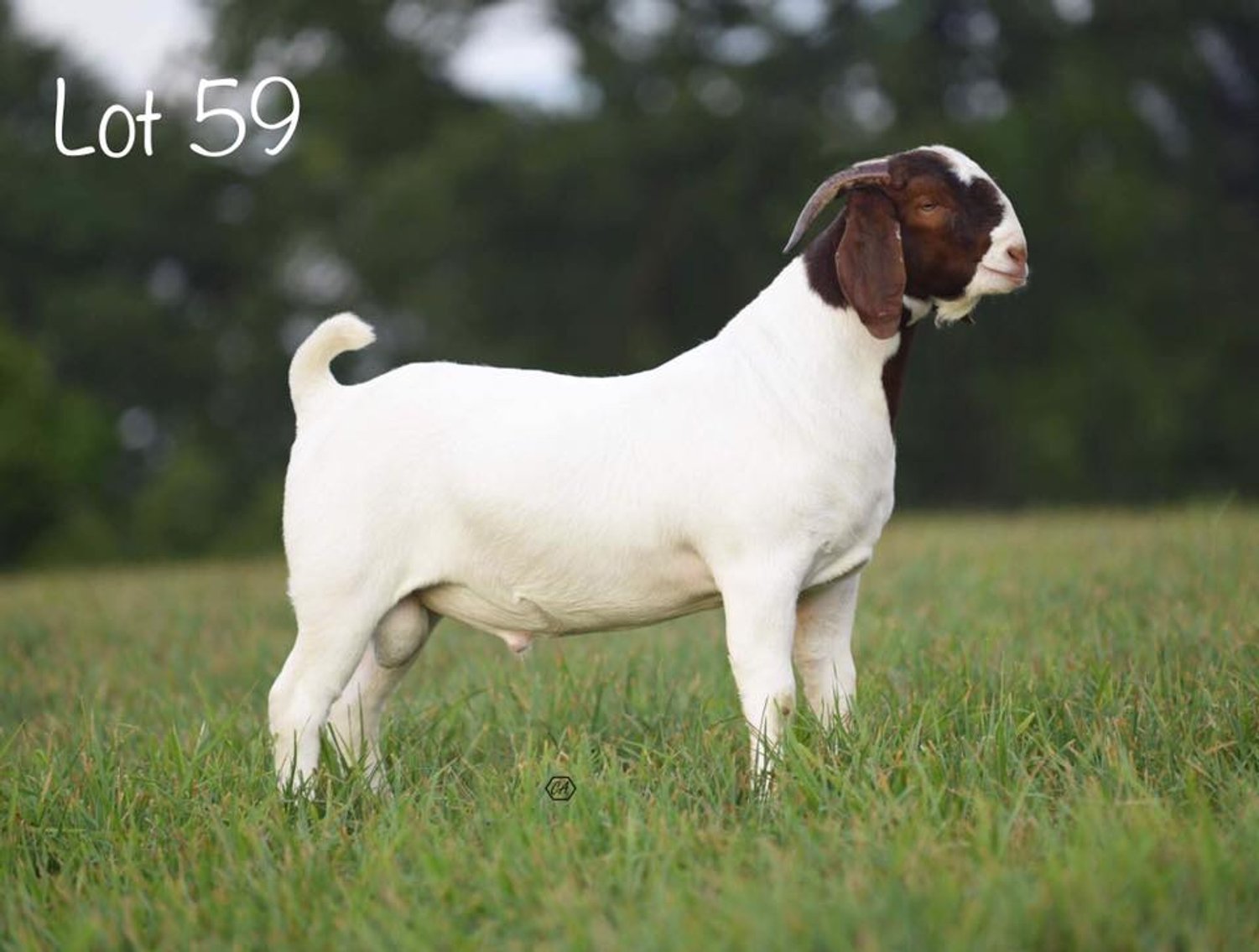 Image for VA Is For Boer Goat Lovers Sale