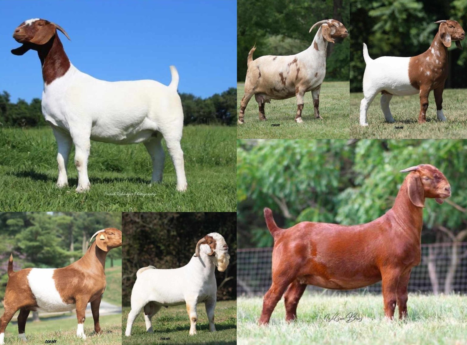 Image for VA Is For Boer Goat Lovers Sale