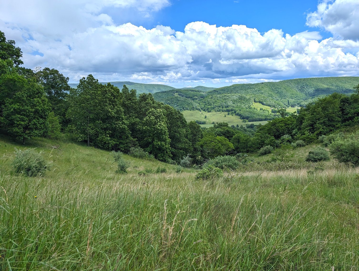 Image for 215  +/- Acre Highland County VA Farm Offered In Two Tracts