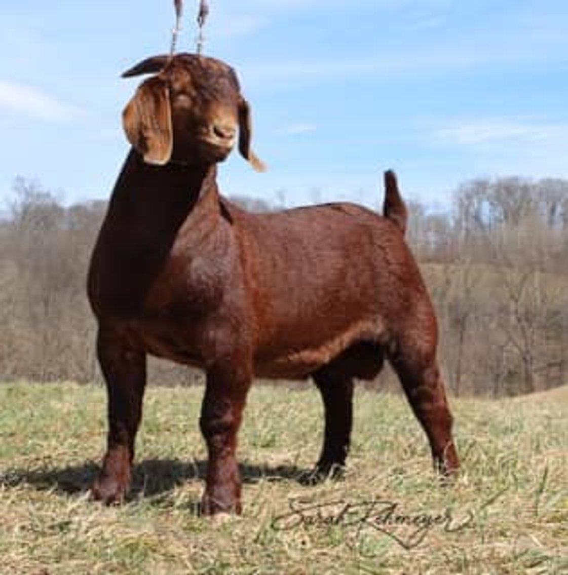 Image for VA Is For Boer Goat Lovers Sale