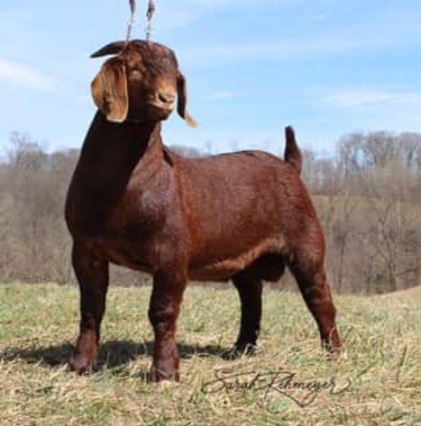 Image for VA Is For Boer Goat Lovers Sale