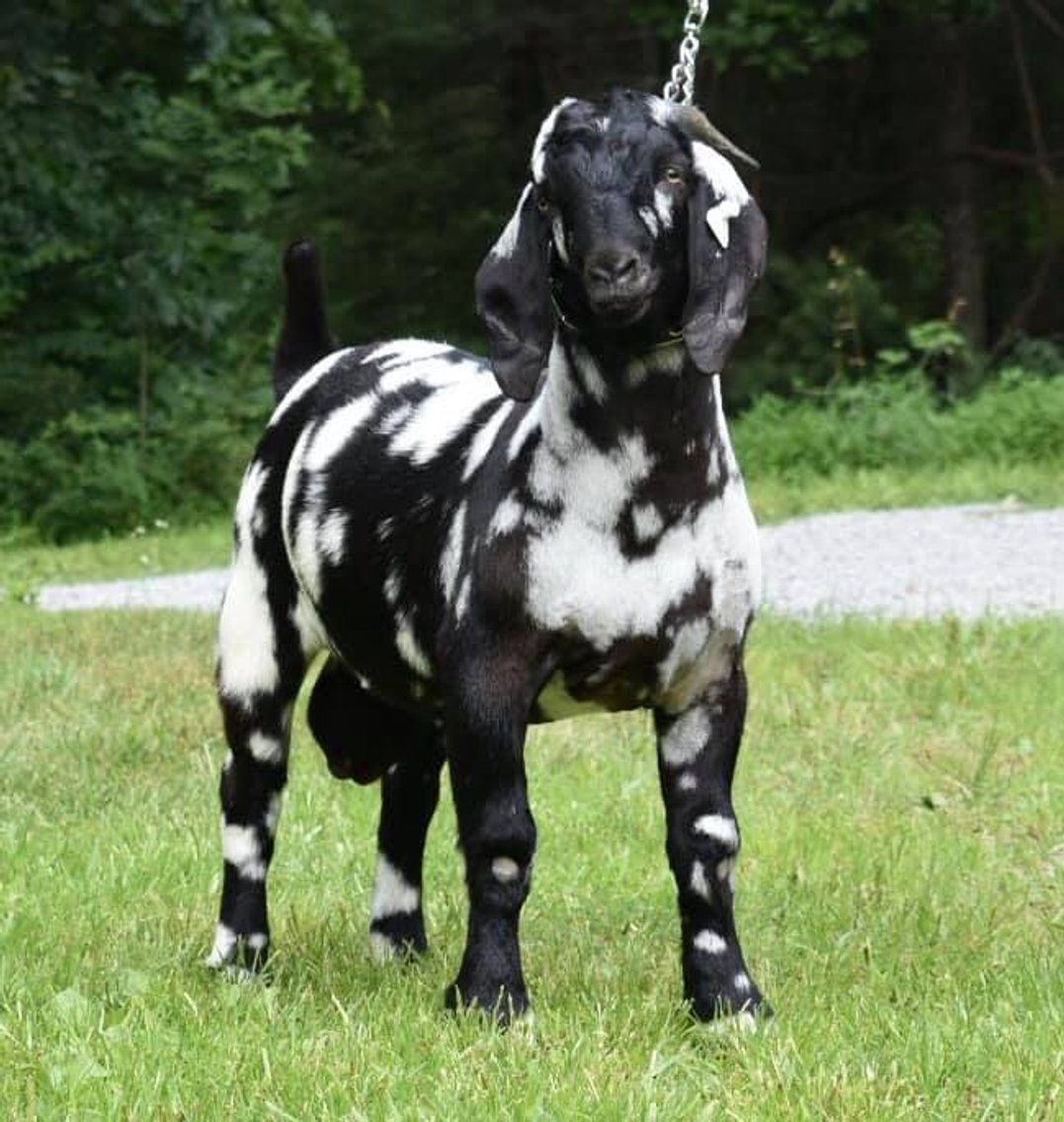 Image for VA Is For Boer Goat Lovers Sale